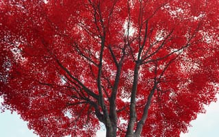 Картинка красное дерево