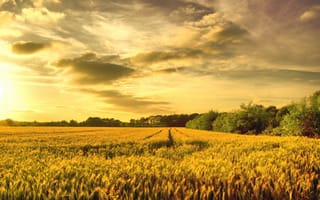 Картинка бескрайнее поле пшеницы