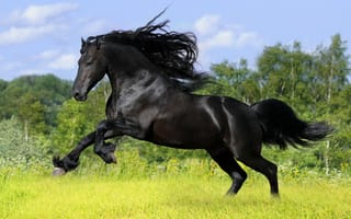 Картинка верный конь