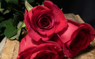 Картинка весенние розы