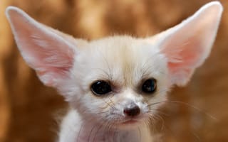 Картинка малыш с большимы ушами