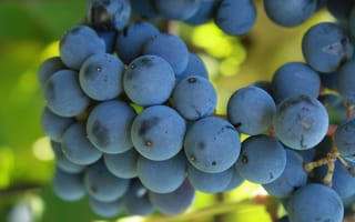 Картинка спелый виноград