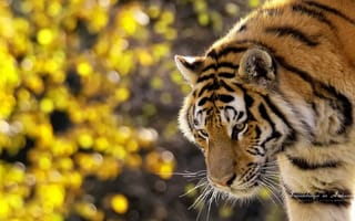 Картинка замечательный тигр