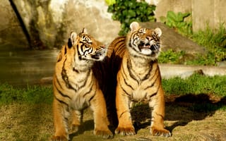Картинка игрывые тигры