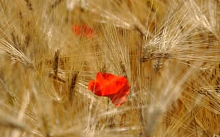 Картинка красный мак средь пшеницы