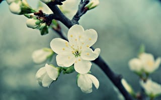 Картинка цветок белой вишни