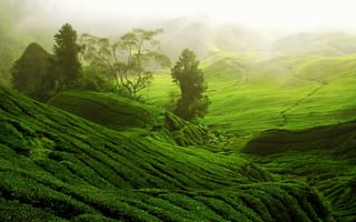 Картинка чайные плантации