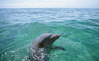 Картинка довольный дельфин