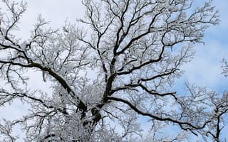 Картинка снежная шуба дерева