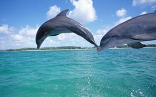 Картинка дельфины в прыжке