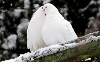 Картинка дикие голуби