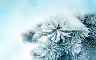 Картинка пушистый снег на ветках
