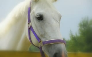 Картинка белый красивый конь