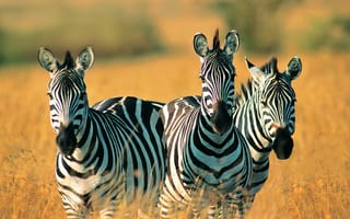 Картинка грустные зебры