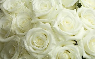 Картинка белые розы
