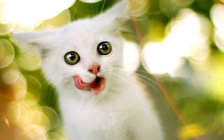 Обои Белый котенок с круглыми глазами