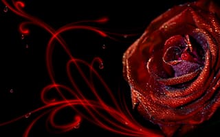 Картинка рубиновая роза