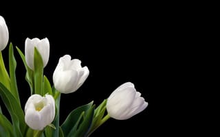 Обои белые тюльпаны на черном фоне