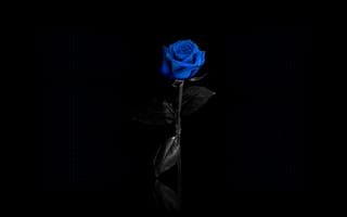 Картинка голубая роза на чорном тле