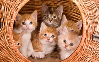 Картинка жилье котиков