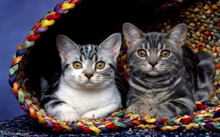 Картинка кошки в плетеной корзине