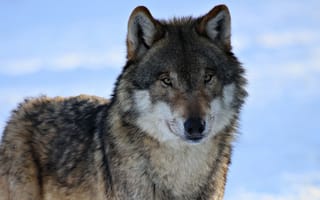 Картинка волк красавиц