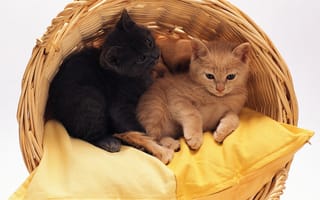 Картинка сонные коты