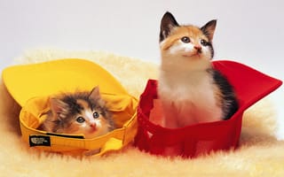 Картинка котики в кепках