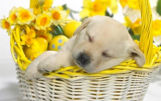 Картинка сладкий сон собачки