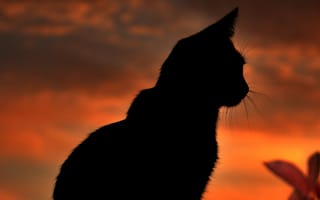 Картинка кот на закате