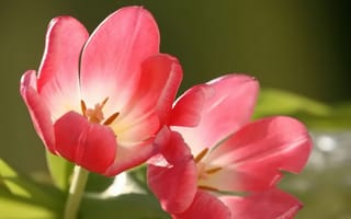 Картинка распустившееся тюльпаны