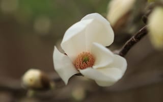 Картинка цветок, белый, природа, макро, растение, красота, весна