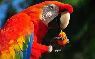 Обои Попугай Ара, тропические птицы