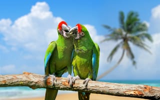 Картинка попугай,  зеленый,  экзотические птицы,  пара
