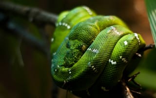 Картинка Питон,  глаза,  змеи,  Сингапур,  зеленый