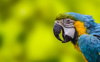 Картинка Parrot,  Попугай
