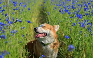 Картинка собака, корги, цветы, природа, лето, пейзаж, счастье