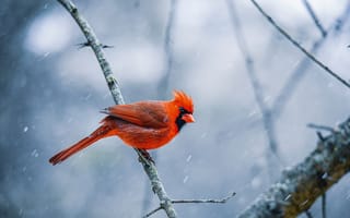 Картинка красный кардинал, кардинал, птицы, птица, красный, животное, животные, зима