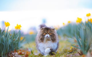 Картинка персидская кошка, персидская, перс, порода, кошка, кот, кошки, кошачьи, домашние, животные, нарцисс