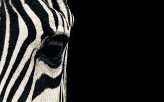 Картинка зебра,  черно белые,  глаз