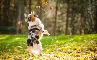 Картинка собака, пес, собачка, щенок, прыгает, листья, осень, питомец, зеленая трава, парк