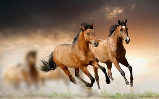 Картинка Horses,  Красиво,  Пыль,  Животные,  Коричневые,  Две,  Бег,  Лошади