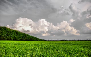 Картинка природа, пейзаж, луг, лес, деревья, дерево, небо, облака, туча, облако, тучи