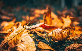 Картинка Листья,  Осень