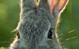 Картинка заяц, кролик, животные, животное, природа