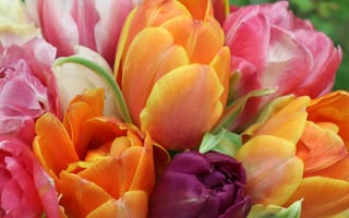 Картинка тюльпан, цветок, цветущий, цветы, растение, растения, цветочный, букет