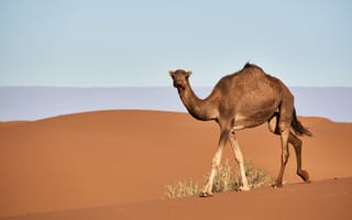 Картинка верблюд, животное, животные, природа, пустыня, песок, песчаный