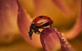 Картинка божья коровка, жук, насекомые, насекомое, природа, цветок, цветущий, макро, крупный план, роса, влажный, капли, капля, жидкость, влага, оранжевый