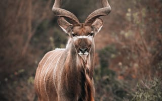 Картинка антилопа, животные, животное, природа, самец, рог, рога