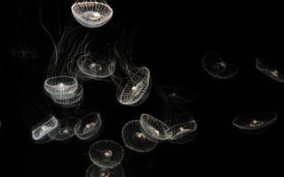 Картинка медуза, подводный мир, щупальца, глубоко, океан, море, вода, животное, подводный, amoled, амолед, черный